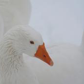 英国白鹅 （埃姆登鹅）