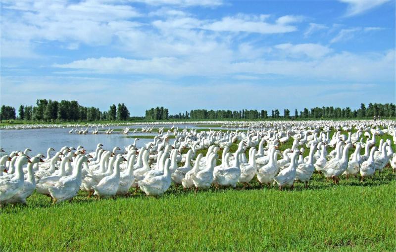 霍尔多巴吉白鹅绒