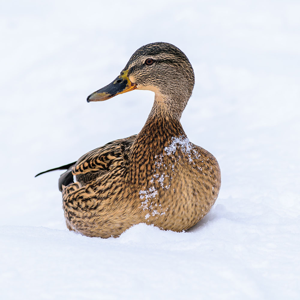Gaoyou Partridge Duck