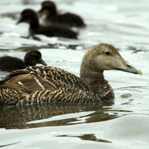 Eider Duck