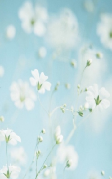 白鸭绒（PURE清新芳香处理）