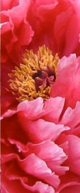 白鹅绒（牡丹芳香处理）