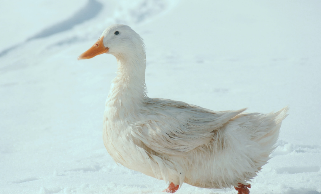 西伯利亚白鸭绒